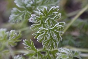 18th Oct 2016 - Frosty Carrot Tops