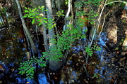 24th Oct 2016 - Four Holes Swamp, Dorchester County, South Carolina
