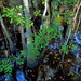 Four Holes Swamp, Dorchester County, South Carolina by congaree