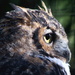 Owl by randy23