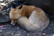 17th Oct 2016 - Sleeping Fox