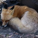 Sleeping Fox by randy23