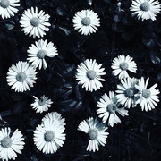 24th Oct 2016 - Daisies
