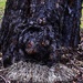 Wombat ~ by happysnaps