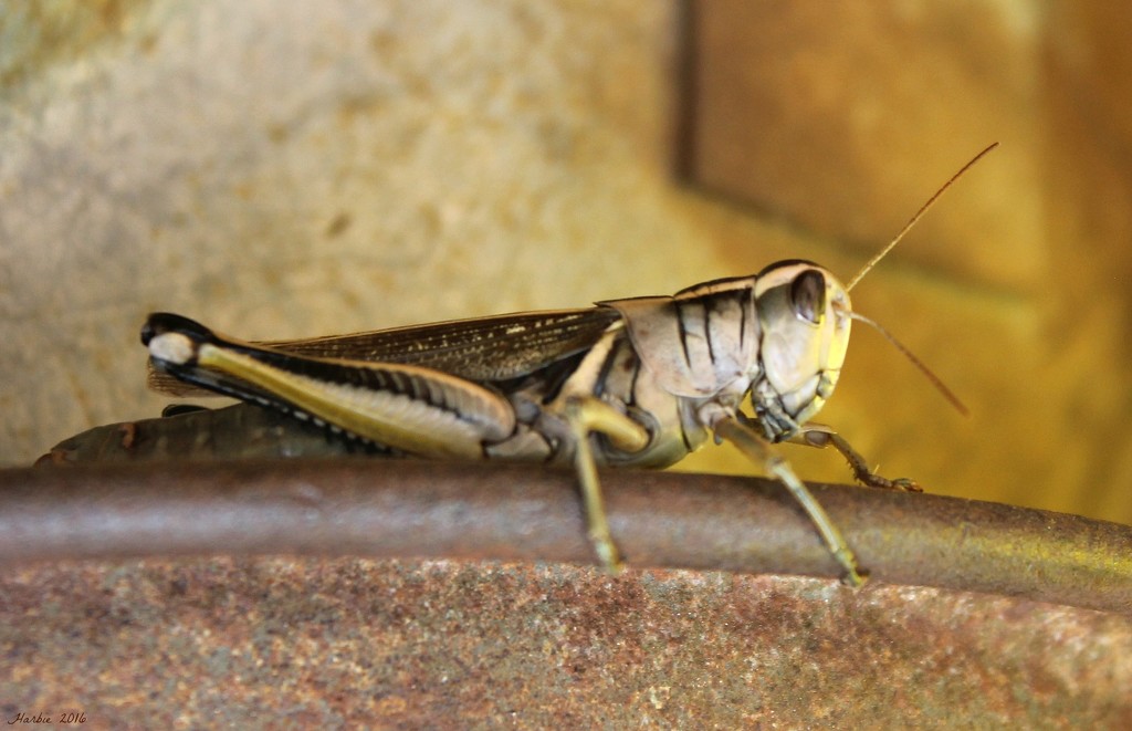 Grasshopper Posing by harbie