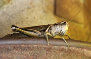 22nd Oct 2016 - Grasshopper Posing