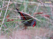 22nd Oct 2016 - Red Browed Finch 