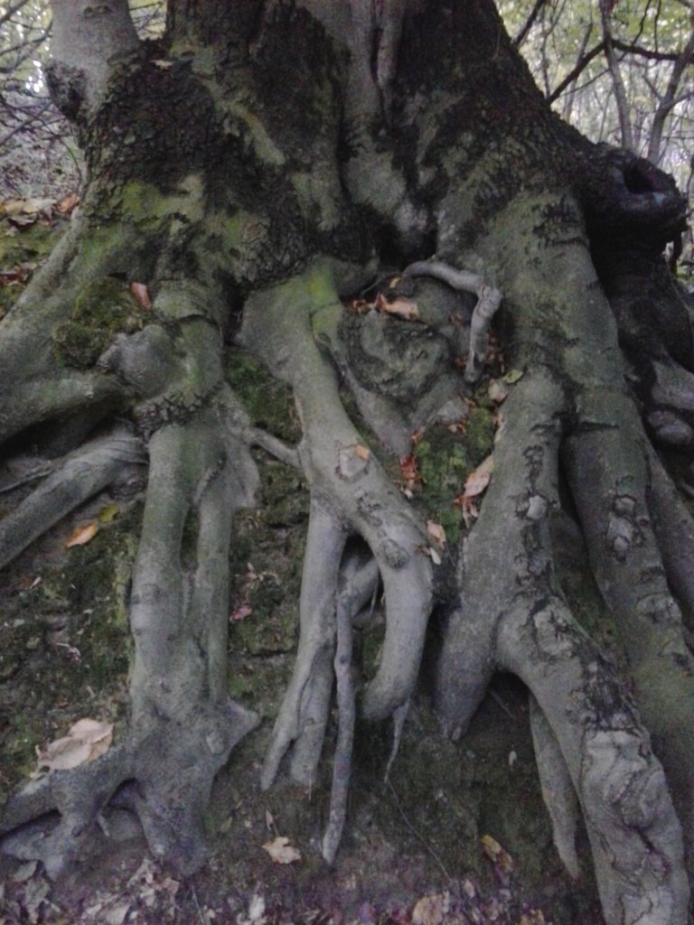 Old roots by ivm