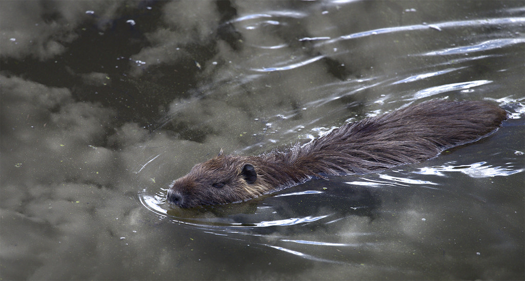 Beaver Swimming Towrds Me by jgpittenger