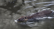 25th Oct 2016 - Beaver Swimming Towrds Me