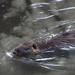 Beaver Swimming Towrds Me by jgpittenger