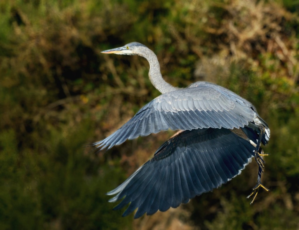 Heron Feet Hanging by jgpittenger