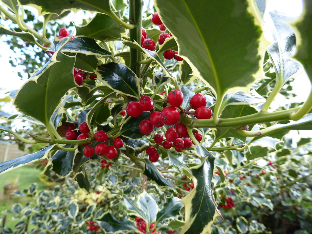 Holly Berries by cmp