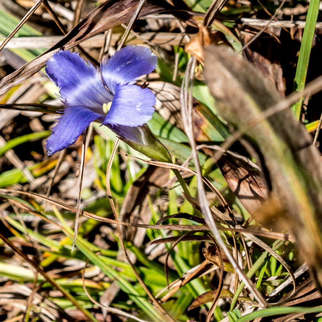 Greater Fringed Gentian by rminer