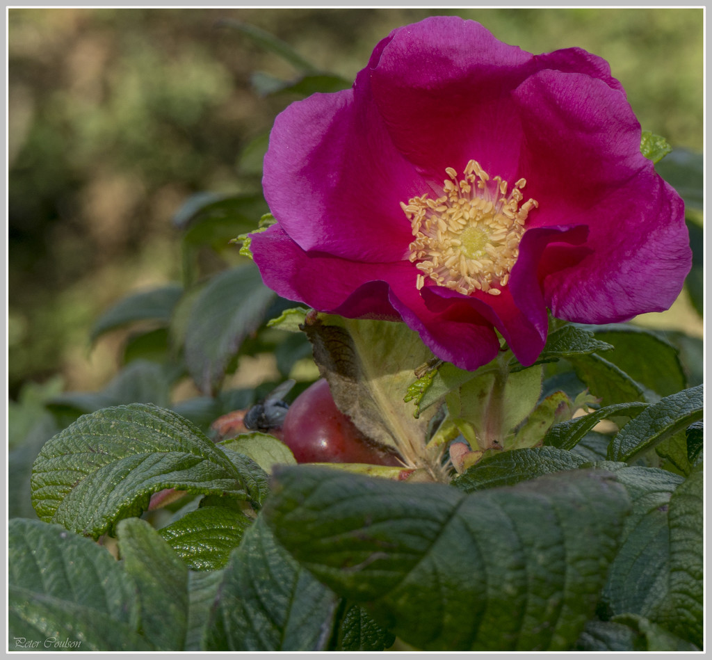 Wild Rose by pcoulson