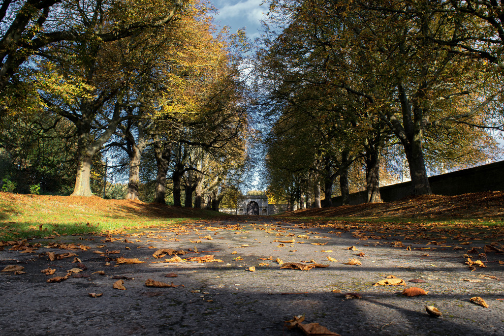 Autumn Avenue  by rjb71