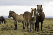 24th Oct 2016 - Icelandic Horses