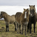 Icelandic Horses by leonbuys83
