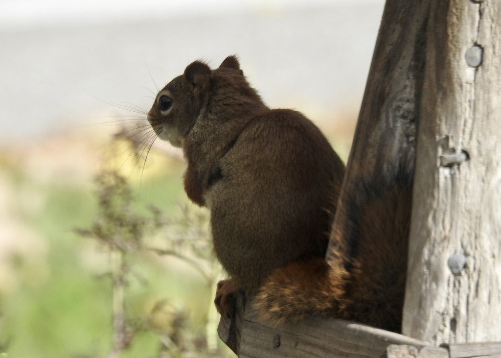 squirrel view by amyk