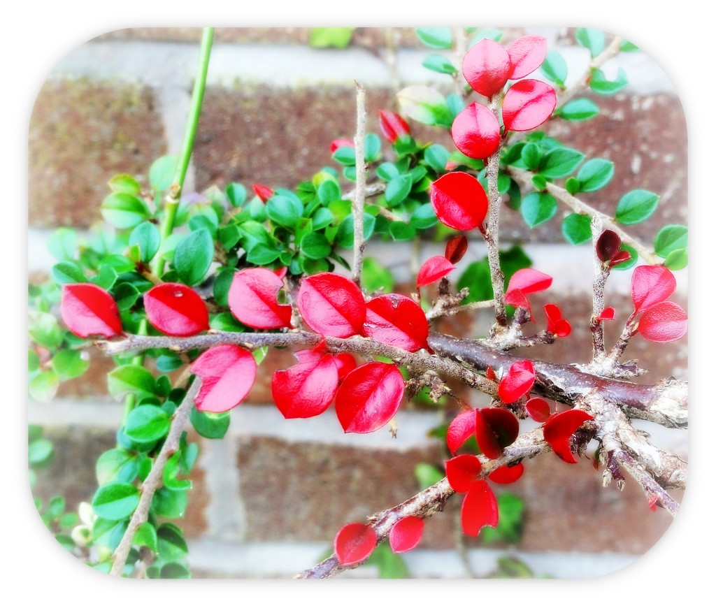 Cotoneaster  by beryl