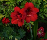 25th Oct 2016 - Hippeastrum ~ Red Lion ~