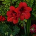 Hippeastrum ~ Red Lion ~ by happysnaps