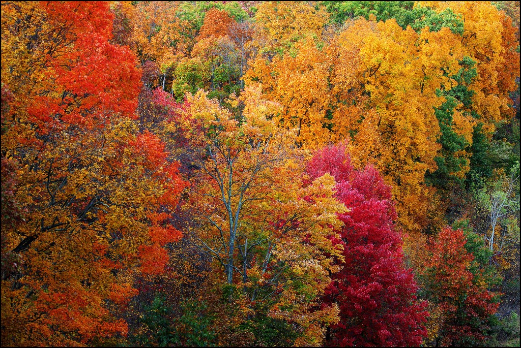 A Wall of Color by olivetreeann