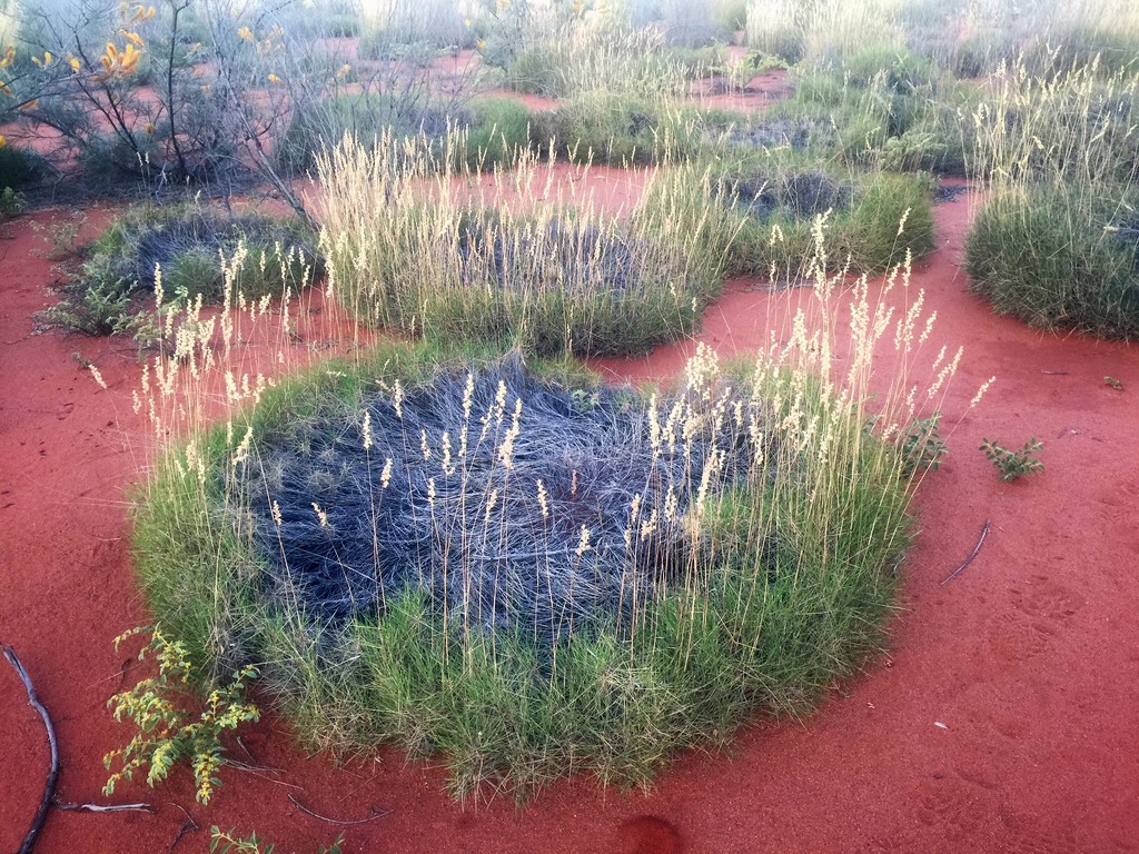 Spinifex by susiangelgirl