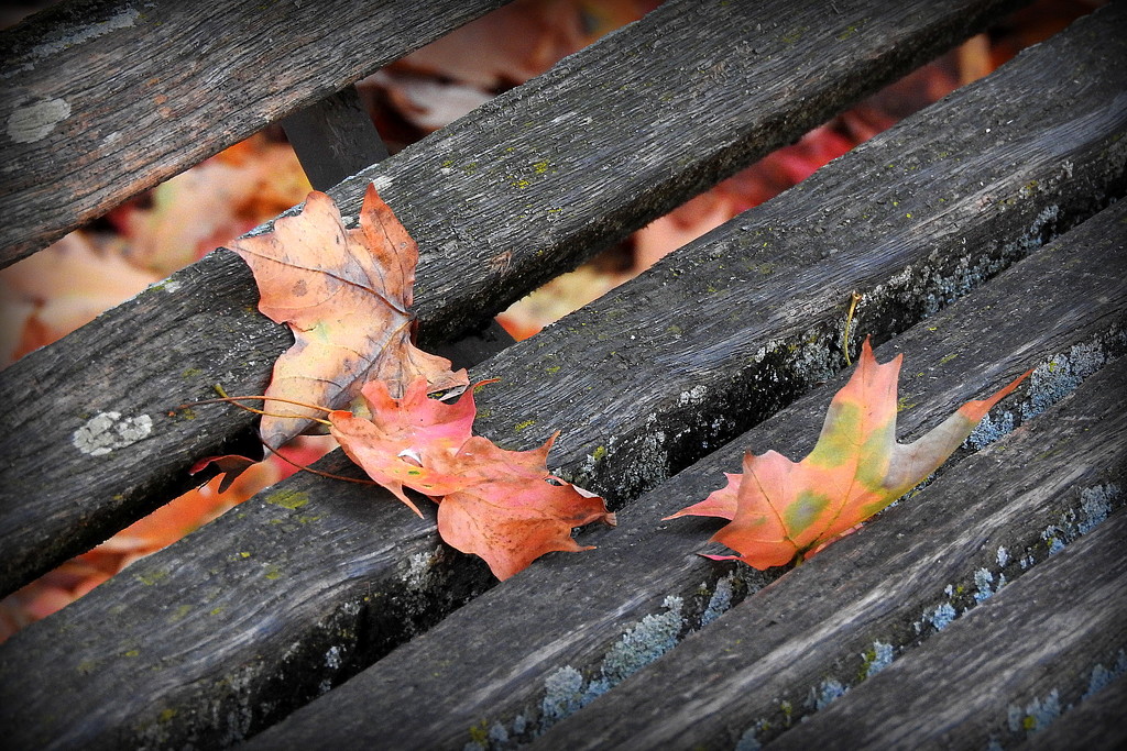 Leaves on a bench by homeschoolmom
