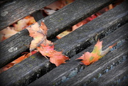21st Oct 2016 - Leaves on a bench