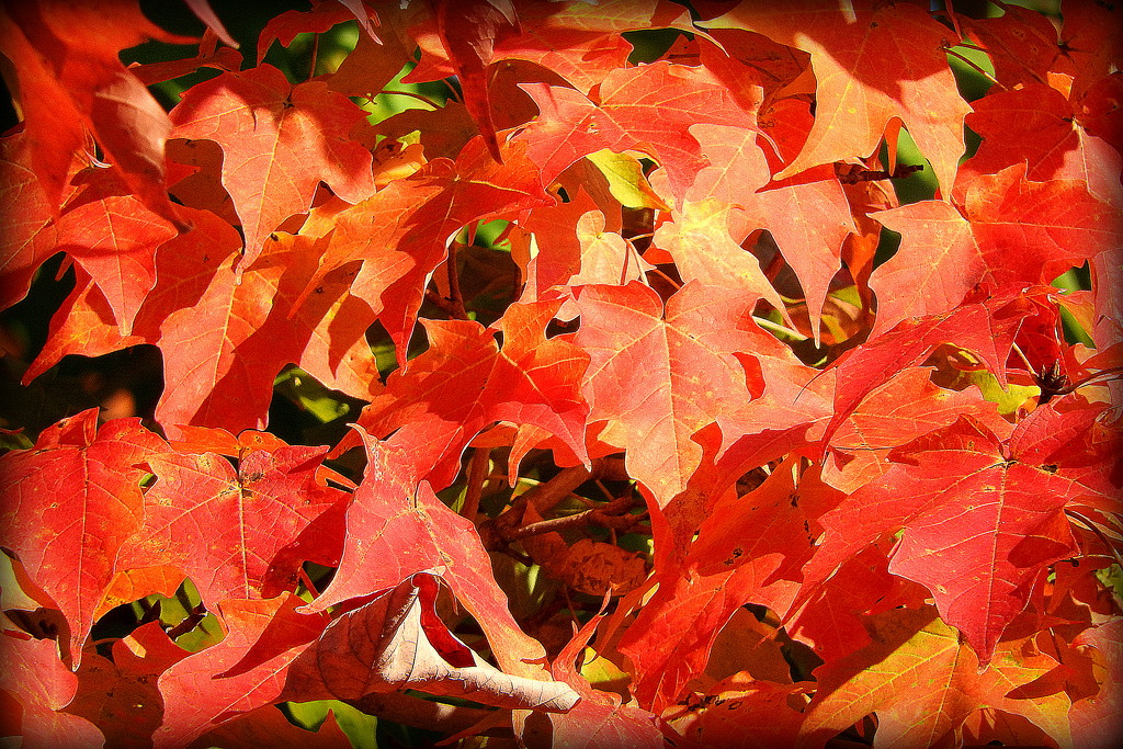 Orange leaves of autumn by homeschoolmom