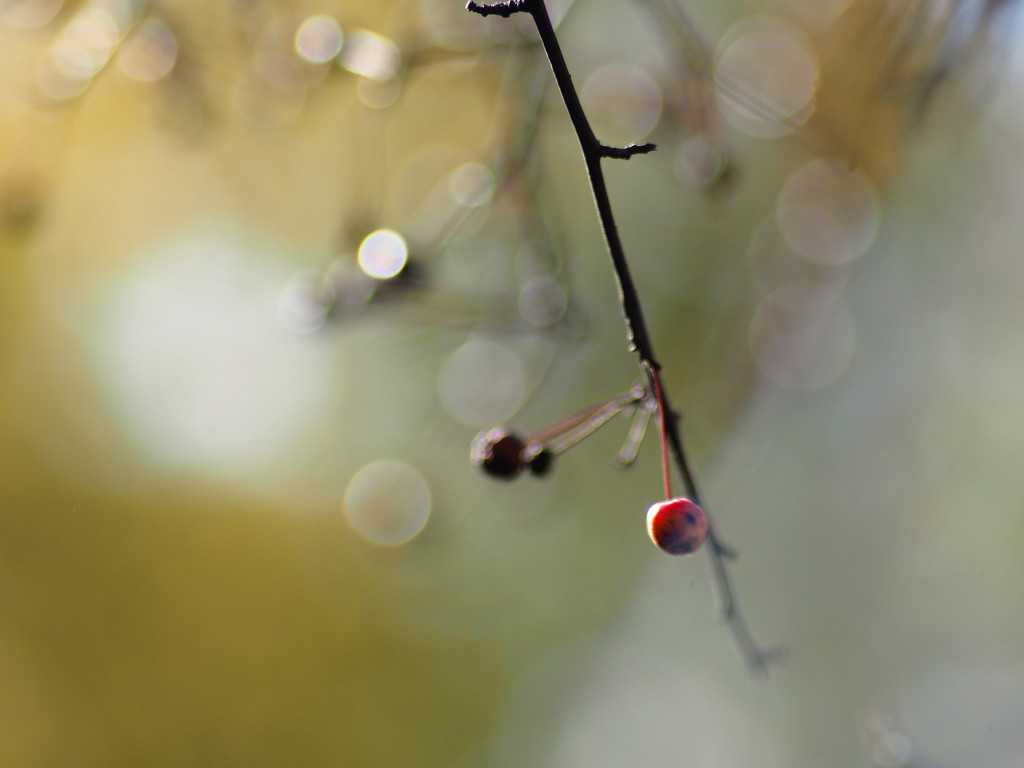 Crabapple by tosee