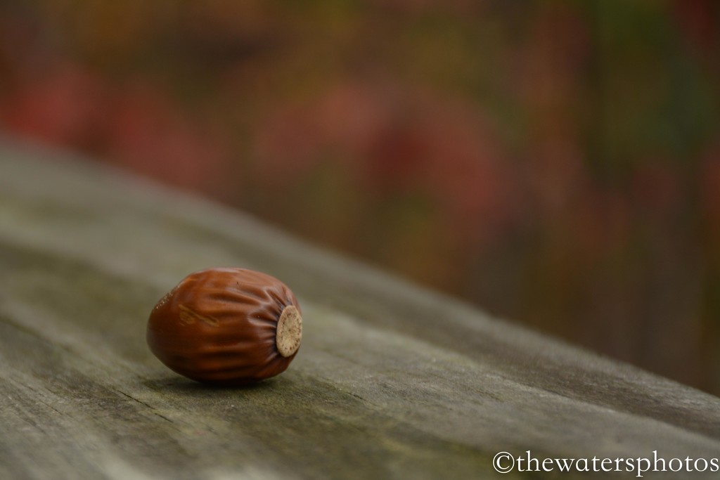 Acorn by thewatersphotos