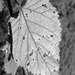 Damaged Leaf by daisymiller