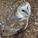 barn owl number 3 by quietpurplehaze