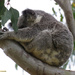 I-will-not-slide! by koalagardens