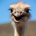 Ostrich by seacreature
