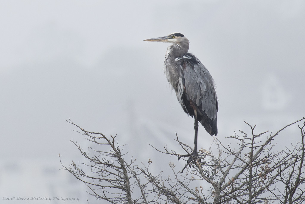 Perched in fog by mccarth1