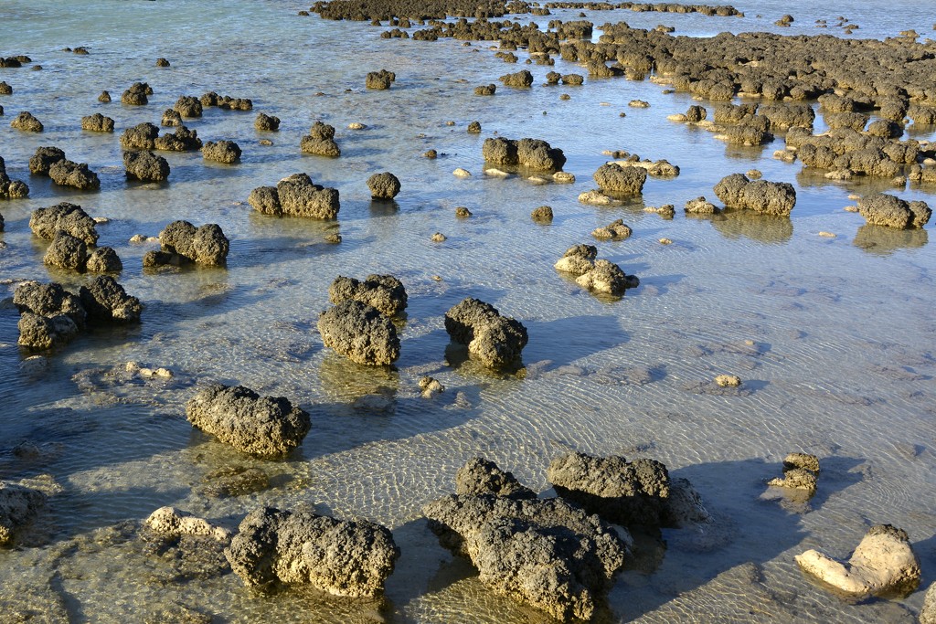 Stromatolites, Hamelin Pool_DSC4867 by merrelyn