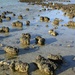 Stromatolites, Hamelin Pool_DSC4867 by merrelyn
