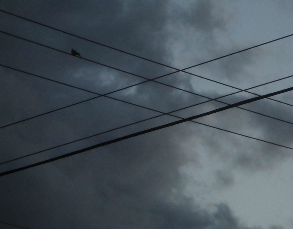 Bird on Wire by granagringa