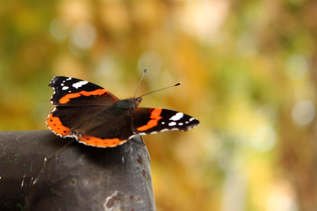 Autumn butterfly by cherrymartina