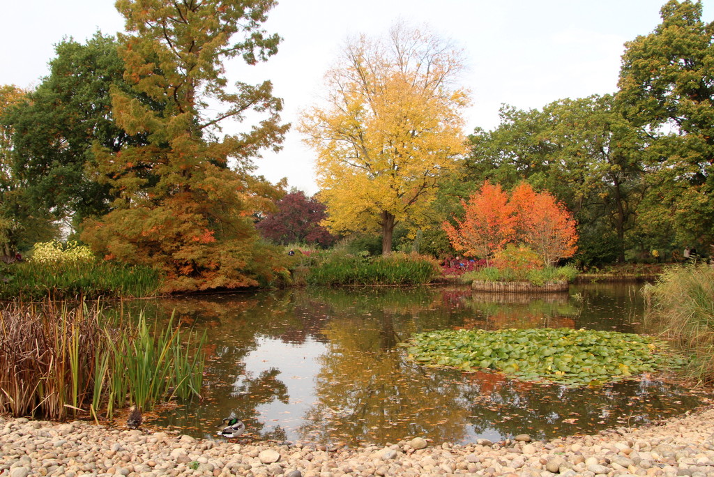 Autumn at Wisley by busylady