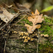 Leaf on Log by rminer