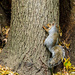 Backyard Squirrel by rminer