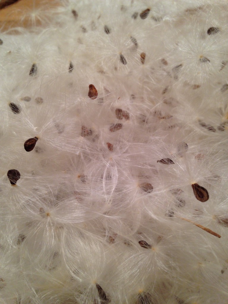 separating the fluff from the seeds by wiesnerbeth