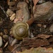 First snail by thewatersphotos