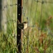Fence Sitter by wenbow
