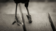 25th Oct 2016 - Magpie feet