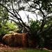 Tree growing out of Rocks ~ by happysnaps